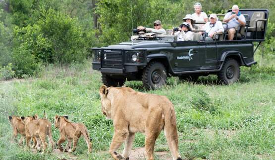 See lion on a guided game drive safari in Mala Mala Game Reserve.